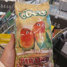 غذا طوطي کوکو (عروس هلندي و…)