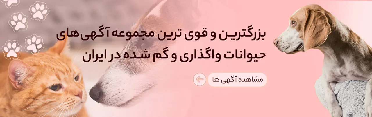 جستجو